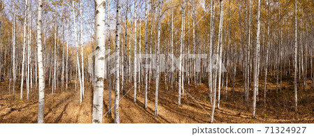 Birch, Inje County, Gangwon Province Birch, Inje County, Gangwon Province 71324927