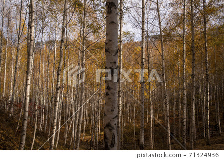 樺木，江原道仁濟縣 71324936