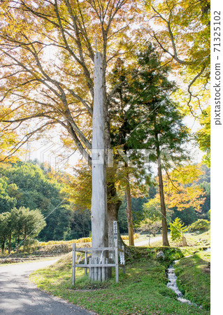 Nagano Prefecture Suwa Taisha Upper Shrine Maemiya Nino Pillar 71325102
