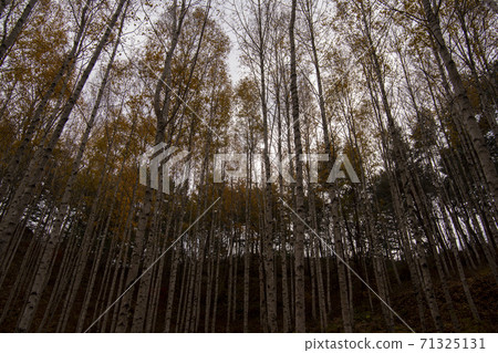 Birch, Inje County, Gangwon Province Birch, Inje County, Gangwon Province 71325131