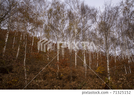 Birch, Inje County, Gangwon Province Birch, Inje County, Gangwon Province 71325152