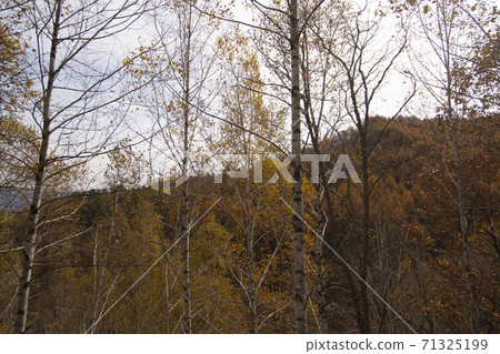 Birch, Inje County, Gangwon Province 71325199