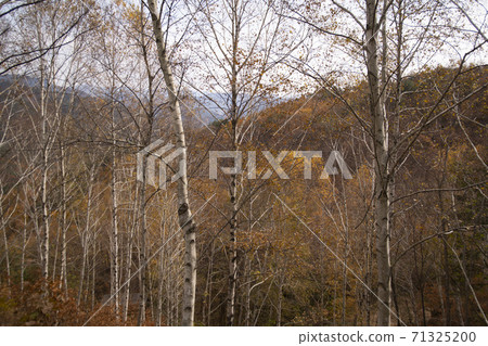 樺木，江原道仁濟縣 71325200