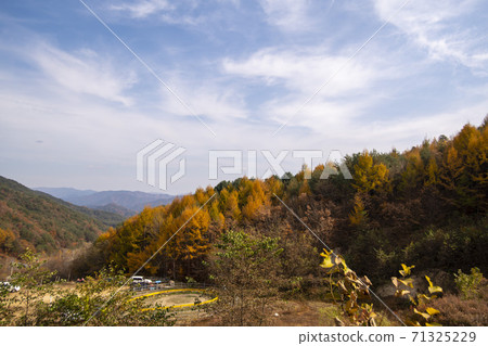 Birch, Inje County, Gangwon Province Birch, Inje County, Gangwon Province 71325229