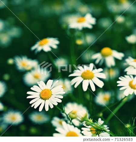 Beautiful flowers - daisies. Summer nature background with flowers. Beautiful flowers - daisies. Summer nature background with flowers. 71326583