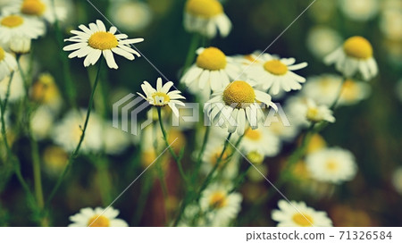 Beautiful flowers - daisies. Summer nature background with flowers. 71326584