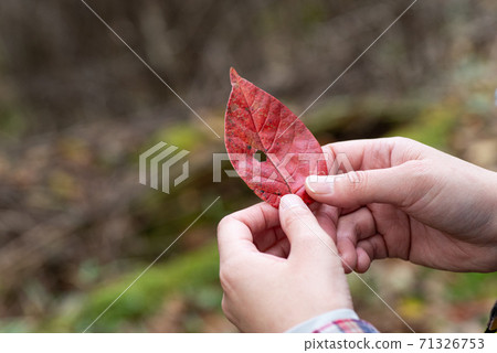 Clean leaves 71326753