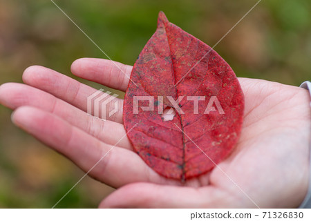 Beautiful leaves picked up in the autumn forest 71326830