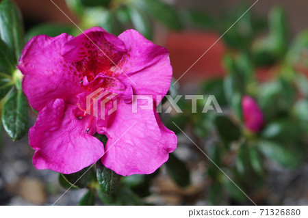 house plant of  azalea  with pink flower in  pot with snow .   The consept of home gardening 71326880