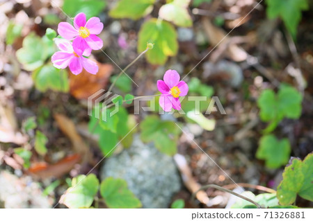 Shuigayuki花 Shuigayuki花 71326881