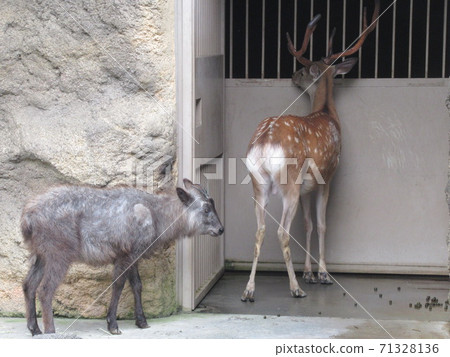 Yezo deer and Japanese serow Yezo deer and Japanese serow 71328136