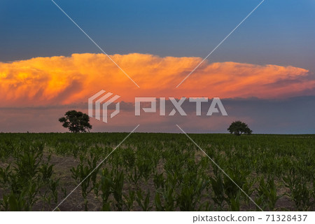 Pampas Landscape Pampas Landscape 71328437