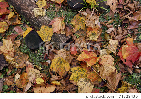 Autumn leaves Autumn leaves 71328439