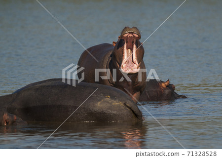 HIPPOPOTAMUS AMPHIBIUS, South Africa HIPPOPOTAMUS AMPHIBIUS, South Africa 71328528
