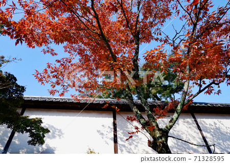 Shigain門廢墟櫻花秋天的落葉 Shigain門廢墟櫻花秋天的落葉 71328595