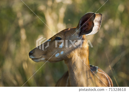 Nyala South Africa Nyala South Africa 71328618