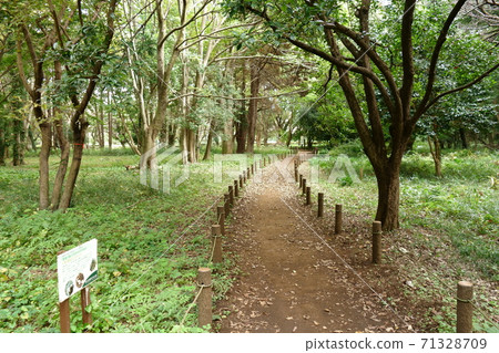 Kokubunji Musashi Kokubunji Park Wild Bird Forest 71328709