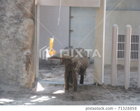 Asian elephant Asian elephant 71328858