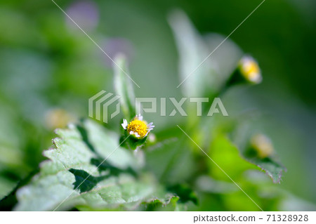 Immature wild flowers 71328928