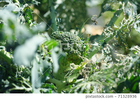 A lonely broccoli that was eaten by insects 71328936