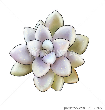 姬路肉質植物 姬路肉質植物 71328977