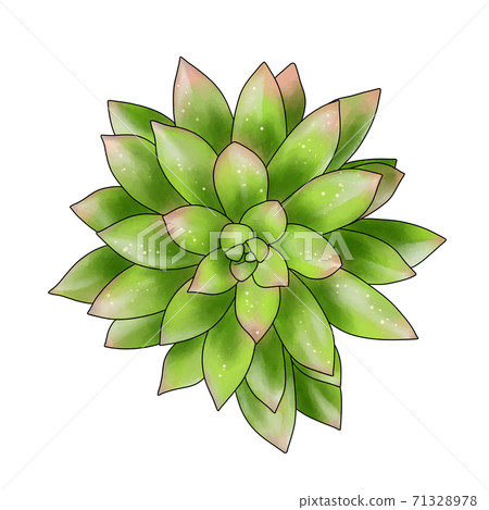 藍藻多肉植物 藍藻多肉植物 71328978