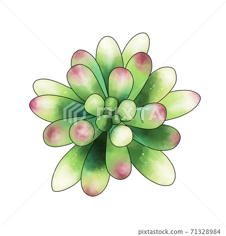 少女心肉質植物 少女心肉質植物 71328984