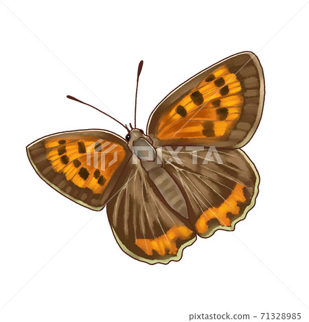 Real-style butterfly small copper Real-style butterfly small copper 71328985