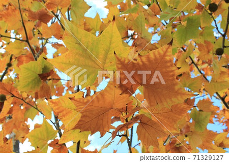 Autumn leaves of sycamore under clear skies 71329127