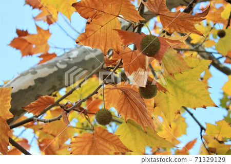 Under clear skies, sycamore leaves and fruits 71329129