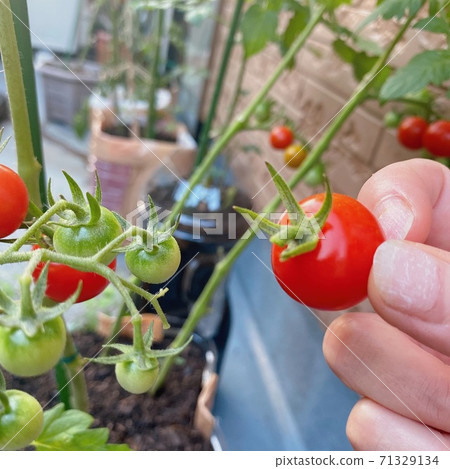 家庭花園迷你番茄收穫 71329134