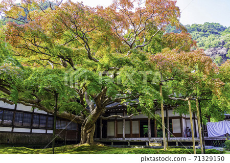 Raizan Senryoji Temple Daisouin (Itoshima City, Fukuoka Prefecture) with beautiful colored leaves 71329150