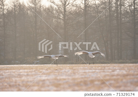 A flock of Japanese cranes landing at the feeding ground in the early morning (Tsurui, Hokkaido) A flock of Japanese cranes landing at the feeding ground in the early morning (Tsurui, Hokkaido) 71329174