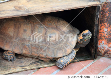 turtle turtle 71329380