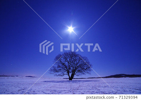 Harnile tree and moon 71329394