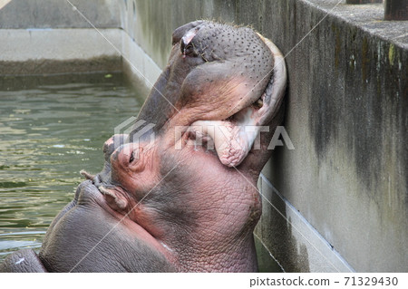 hippo  71329430