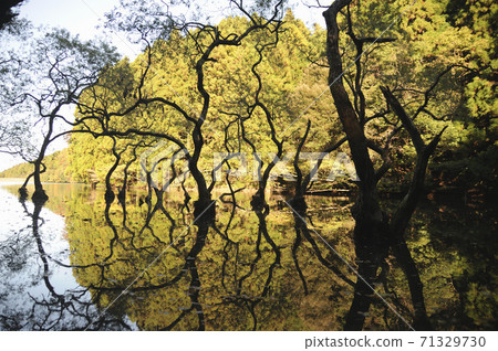 Immovable pond Immovable pond 71329730