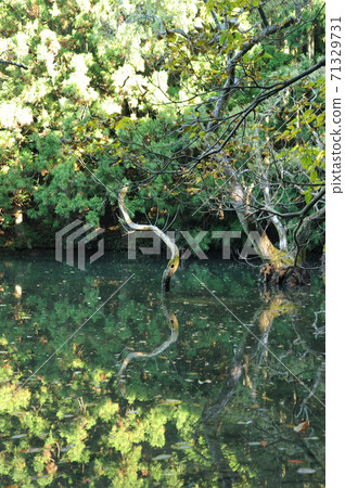 Immovable pond Immovable pond 71329731