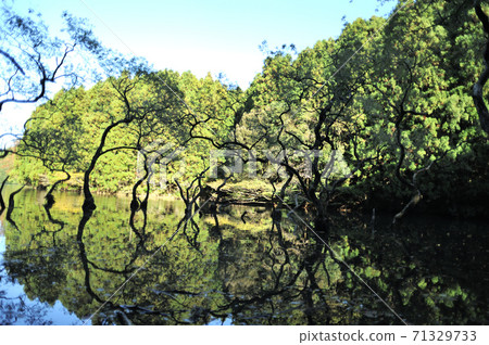 Immovable pond Immovable pond 71329733