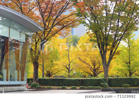Autumn leaves of ginkgo trees seen from Wadakura Fountain Park, Kokyogaien (November) Chiyoda-ku, Tokyo Autumn leaves of ginkgo trees seen from Wadakura Fountain Park, Kokyogaien (November) Chiyoda-ku, Tokyo 71329992