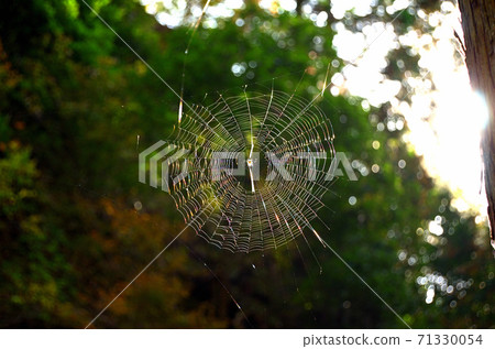 A beautiful shining spider thread 71330054