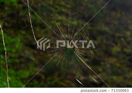 A beautiful shining spider thread 71330063