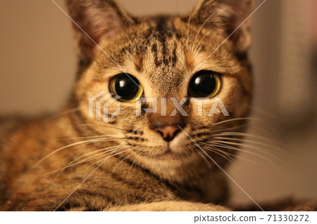 Cat front Cat front 71330272