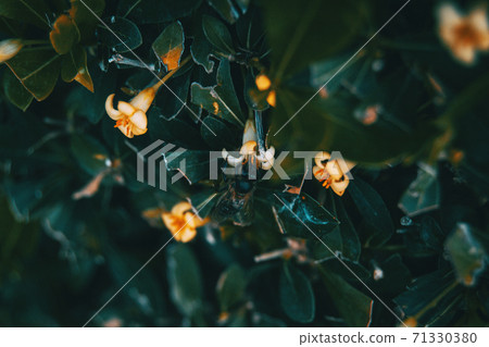 Detail of a black bee pollinating a white viburnum tinus flower 71330380