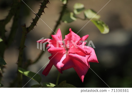 Arao City Ominous Citizen Flower Bed Rose Flower, 71330381