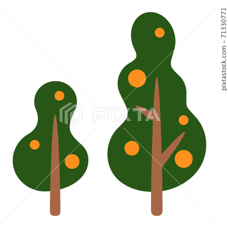 Green citrus trees with mandarins isolated at white, summer nature, tropical exotic fruit tree Green citrus trees with mandarins isolated at white, summer nature, tropical exotic fruit tree 71330771