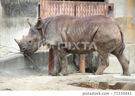 Rhino playing on a branch Rhino playing on a branch 71330841