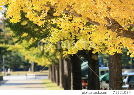 Golden ginkgo leaves, yellow leaves, roadside trees Golden ginkgo leaves, yellow leaves, roadside trees 71331084