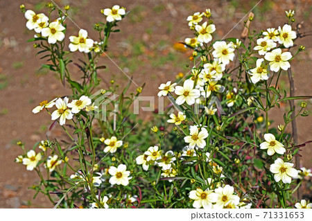 Winter Cosmos 71331653