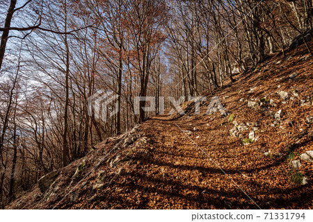 Footpath in Autumn in Italian Alps - Corno d'Aquilio in Lessinia Plateau 71331794